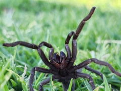 Chaetopelma olivaceum