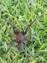 Chaetopelma olivaceum