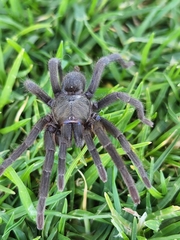 Chaetopelma olivaceum