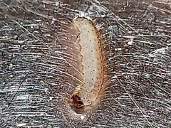 Insecta