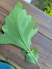 Andricus foliaformis