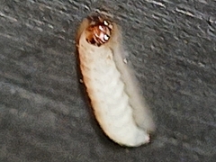 Insecta