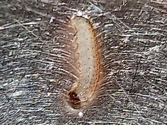 Insecta
