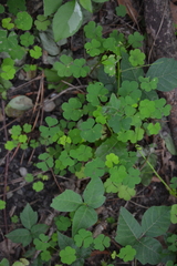 Oxalis grandis