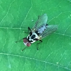 Anthomyia