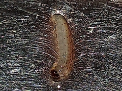 Insecta
