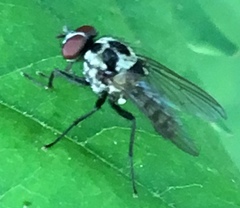 Anthomyia
