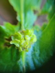 Andricus foliaformis