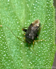 Microtechnites bractatus