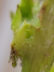 Andricus foliaformis