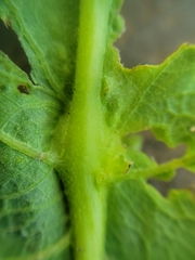 Andricus foliaformis