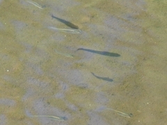 Gambusia affinis