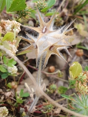 Trifolium stellatum image