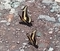 Heraclides ornythion