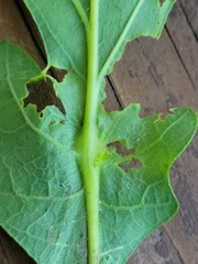 Andricus foliaformis