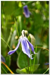 Clematis integrifolia