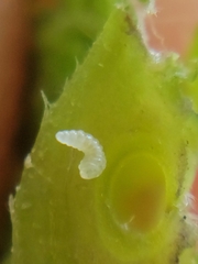 Andricus foliaformis