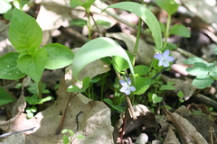 Viola labradorica