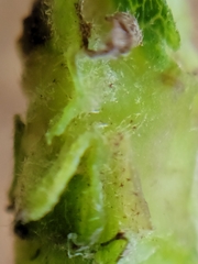 Andricus foliaformis