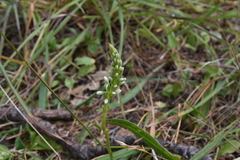 Platanthera elegans