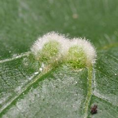 Eriophyes exilis