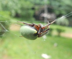 Araneus apricus