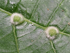 Eriophyes exilis