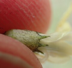Astragalus atropubescens
