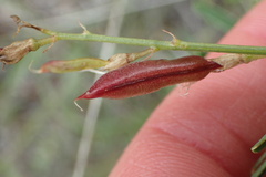 Astragalus atropubescens