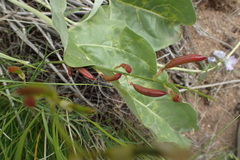 Astragalus atropubescens
