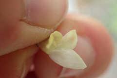 Astragalus atropubescens