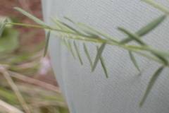 Astragalus atropubescens