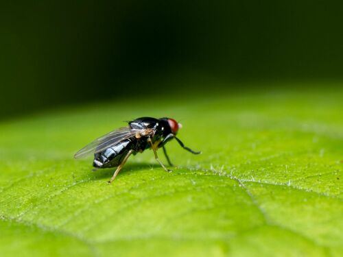 Stearibia nigriceps