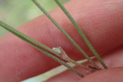Astragalus atropubescens