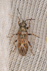 Heterogaster artemisiae