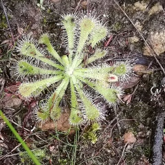 Drosera natalensis