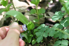 Viola labradorica
