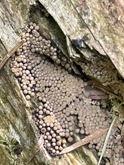 Cribraria argillacea