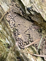 Cribraria argillacea
