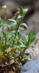 Cerastium arvense strictum