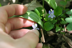 Viola labradorica