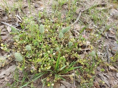 Trifolium stellatum image