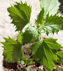 Chenopodium album