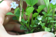 Viola labradorica
