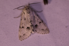 Acronicta vulpina