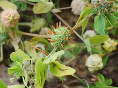 Trifolium glomeratum image