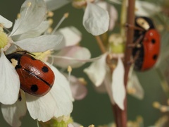 Cryptocephalus cordiger