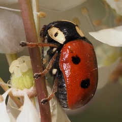 Cryptocephalus cordiger