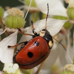 Cryptocephalus cordiger