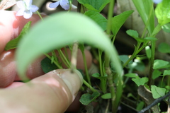 Viola labradorica